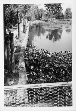 白幡池３の画像