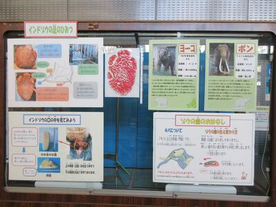 令和5年度インドゾウのいろいろ展示写真2