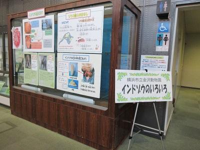 令和6年度インドゾウのいろいろ展示写真1