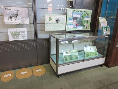 令和6年度インドゾウのいろいろ展示写真2