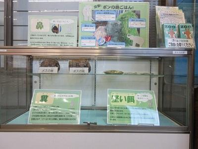 令和6年度インドゾウのいろいろ展示写真3