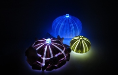 ウニランプの写真