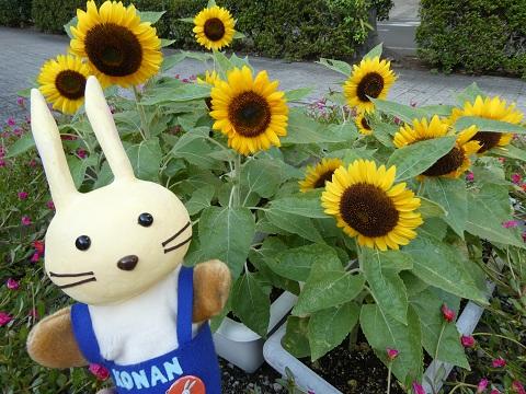 図書館の前の花壇のひまわり
