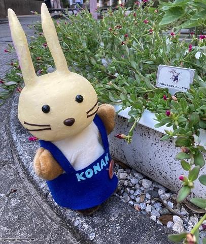 こうなんうさぽんファンクラブによる花壇