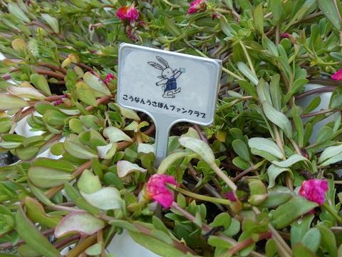 こうなんうさぽんファンクラブの表示