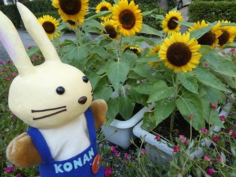 ひまわりの花とうさぽん