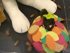 落ち葉ともぐたん