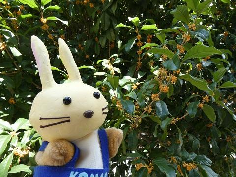 図書館のそばのキンモクセイの花