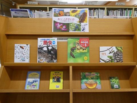 令和８年7月一般展示「あっ！ハチがいる！ ハチの種類と見分け方」