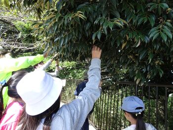 弘明寺公園での採取