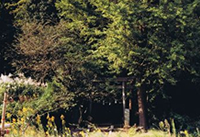 杉山神社（茅ヶ崎）の画像