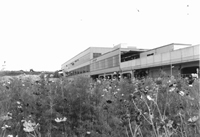 センター北　コスモスの画像