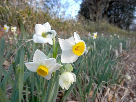 都筑中央公園のスイセンの画像