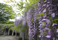 山崎公園の藤棚の画像