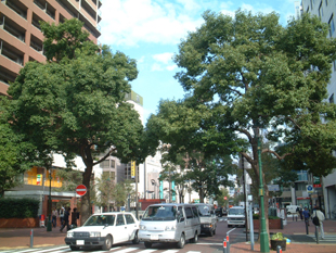 Basyamichi camphor tree