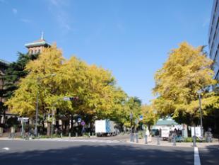 Ginkgo do Nihon Odori avenida