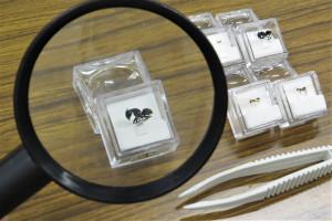 アリを観察している様子