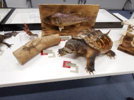 横浜に住む生き物の標本を展示しています