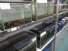 横浜の河川の魚たちの水槽展示の様子
