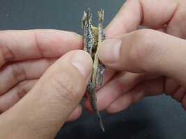 にぼしの解剖は道具を使わず簡単にできます