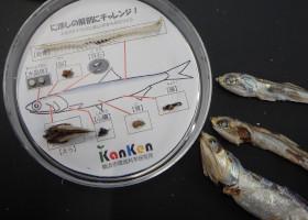 解剖後のにぼしの写真