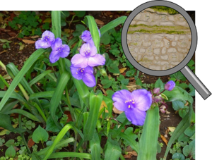 ムラサキツユクサの細胞