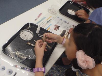 にぼしを解剖している様子