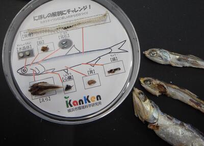 解剖し終わったにぼしの様子