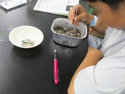 マイクロプラスチックを探している様子