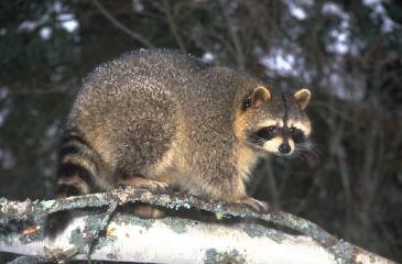 アライグマの写真