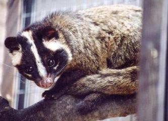 ハクビシンの写真