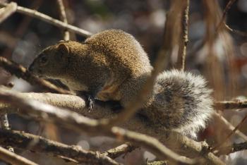 タイワンリスの画像