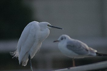 かもめとこさぎ