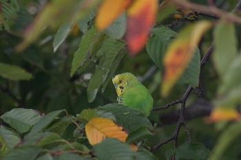 せきせいいんこ