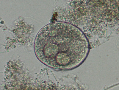 微生物２