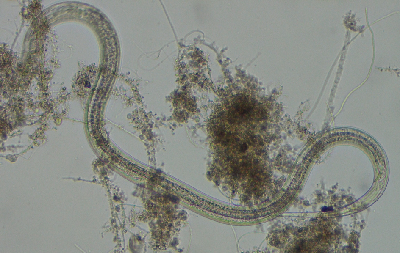 微生物３