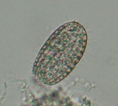 微生物７