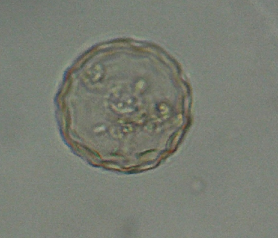 微生物８
