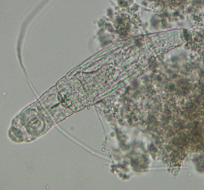 微生物９