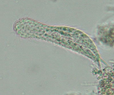 微生物14