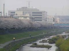 柏尾川沿いの桜並木の写真