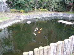 鑑賞池の写真