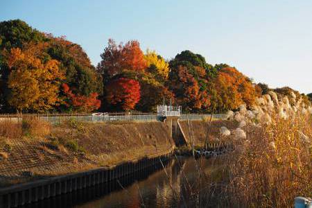 秋の放流ゲート