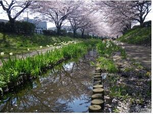 江川せせらぎ（春）
