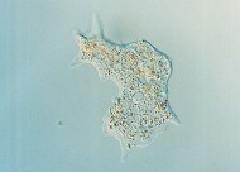 Fotografia da ameba