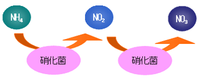 硝化反応の模式図のイラスト