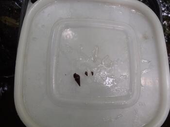 捕獲したカワニナの写真