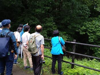 ホタルの生息地の観察写真