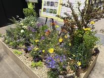 水やりを楽にする植栽（日なた花壇）