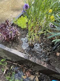 水撒きの画像